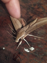 Xylophanes loelia