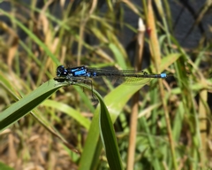 Cyanallagma interruptum