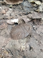 Blaberinae