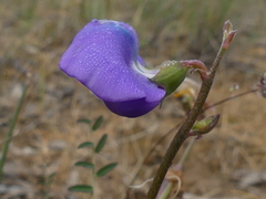 Swainsona procumbens