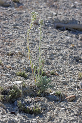 Oreocarya interrupta