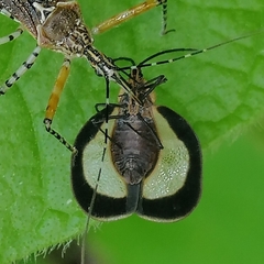 Eurypharsa nobilis