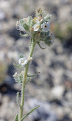 Oreocarya interrupta