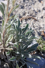 Oreocarya interrupta