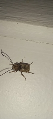 Phloeobius