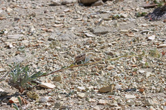 Oreocarya interrupta