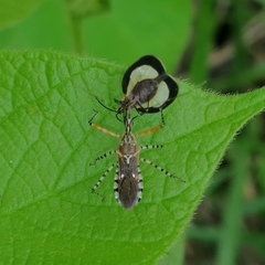 Eurypharsa nobilis