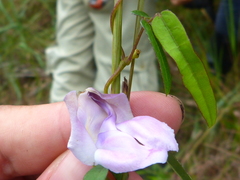 Helicotropis linearis