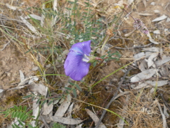 Swainsona procumbens
