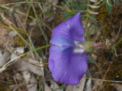Swainsona procumbens