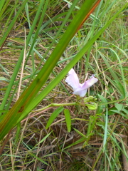 Helicotropis linearis