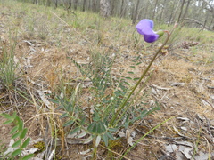 Swainsona procumbens