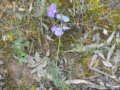 Swainsona procumbens