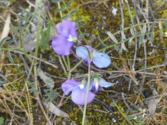 Swainsona procumbens