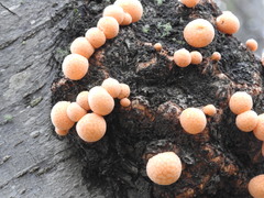 Cyttaria hariotii