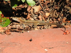 Aspidoscelis guttatus