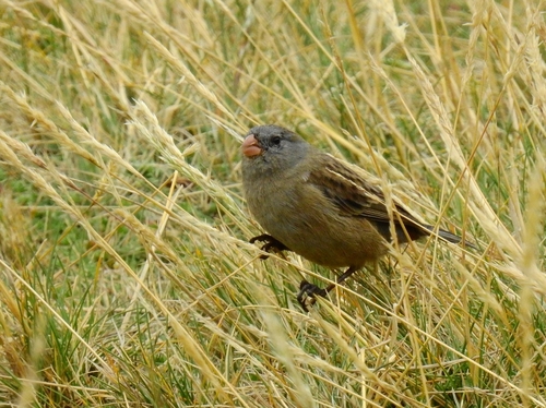 Plain-colored Seedeater (Catamenia inornata), photo 4