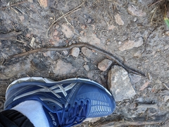 Gemascolex stirlingi