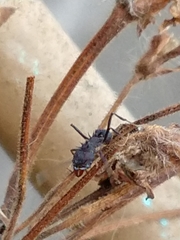 Acromyrmex