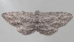 Phelotis cognata