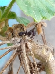 Acromyrmex