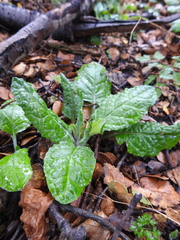 Adenocaulon chilense