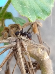 Acromyrmex