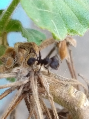 Acromyrmex