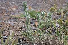 Oreocarya spiculifera