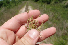 Isolepis pseudosetacea