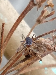 Acromyrmex