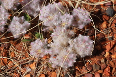 Ptilotus axillaris