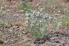 Oreocarya spiculifera