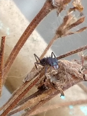 Acromyrmex