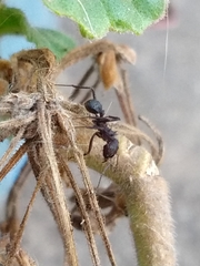 Acromyrmex