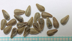 Oreocarya spiculifera