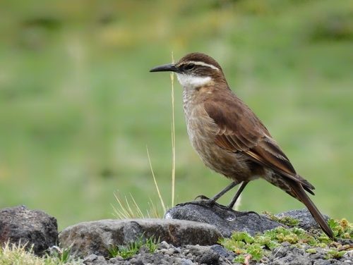 Stout-billed Cinclodes (Cinclodes excelsior), photo 10