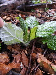 Adenocaulon chilense