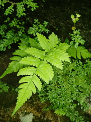 Woodsiaceae
