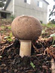Chlorophyllum