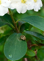 Bostrichoidea