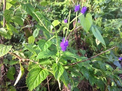 Stachytarpheta urticifolia