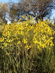 Senecio pampeanus
