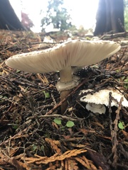 Chlorophyllum