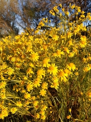 Senecio pampeanus