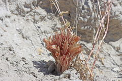 Aphyllon corymbosum corymbosum