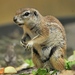 South African Ground Squirrel - Photo (c) Joachim S. MÃ¼ller, some rights reserved (CC BY-NC-SA)