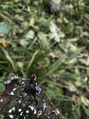 Badhamia capsulifera