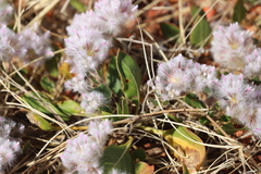 Ptilotus axillaris