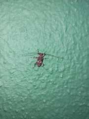 Oedopeza maculatissima